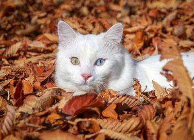 عکس روز: برنده مسابقه گربه های خشنود