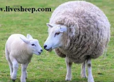 خرید گوسفند زنده به صورت اینترنتی