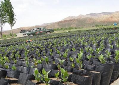 فراوری 4 میلیون اصله نهال برای اجرای طرح زراعت چوب در ایلام