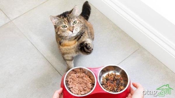 نکات ضروری برای خرید غذای خشک گربه که باید بدانید